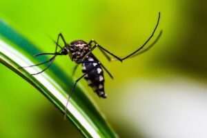 Childhood Dengue: Prevention and Treatment