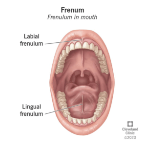 Baby Frenulum Between Front Teeth: Causes & Solutions